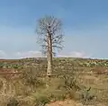Typische Vegetation bei Mahaboboka