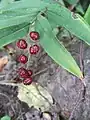 reife rote Beeren