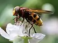 Seltene Insekten finden sich, wie die Hornissen-Schwebfliege, die wegen ihrer Gefährdung auf Vorwarnlisten steht.