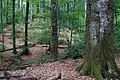 Buchenurwald Mala Uholka