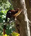 Königsriesenhörnchen (Ratufa indica)
