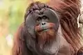 Borneo-Orang-Utan, Männchen