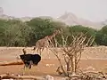 Afrikanischer Strauss und Giraffe