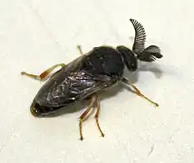 Männchen