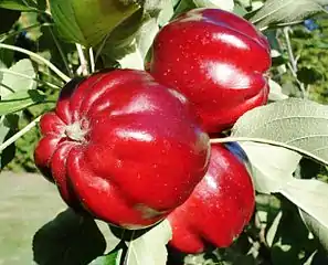 Roter Herbstkalvill