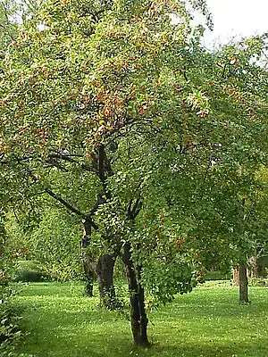 ×Malosorbus florentina