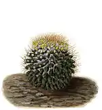 Mammillaria nivosa