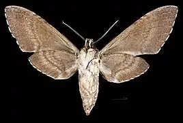 Manduca lanuginosa ♀ △