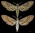 Manduca lucetius
