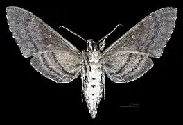 ♂  △