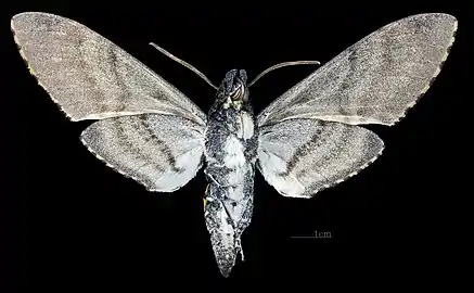 Manduca ochus ♂ △
