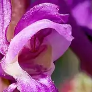 Manns-Knabenkraut (Orchis mascula)