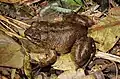 Mantidactylus guttulatus