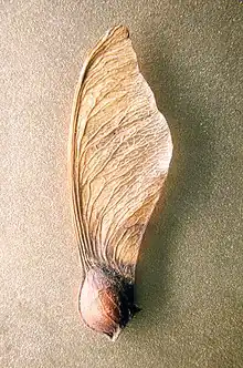 Ein Ahornsamen