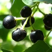 Maquibeeren