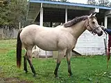 Heller Buckskin