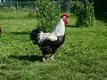 Marans-Hahn,Schwarz Silber