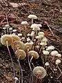 Halsband-SchwindlingMarasmius rotula