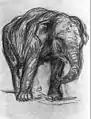 Elefant, 1907, Hamburger Kunsthalle