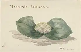 Massionia Africana, 1789