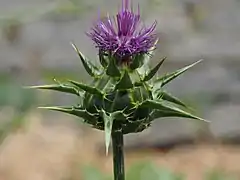 Mariendistel (Silybum marianum)