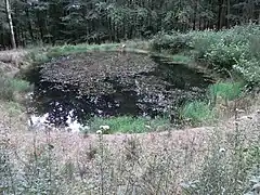 Markbach-Teich im Laubwald