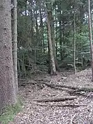 Im Nadelwald