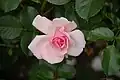 ‘Markgräfin Wilhelmine’, Tantau, 1995