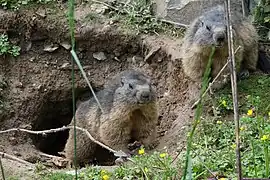 Alpenmurmeltiere (Marmota marmota)