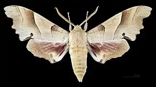 ♂