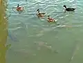 Maschseekarpfen und Enten