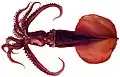 Mastigoteuthis magna