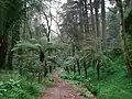 In der Mata Nacional