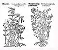 Mattioli / Handsch / Camerarius 1586