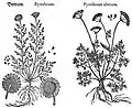 Mattioli / Handsch / Camerarius 1586