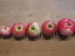 Maunzenäpfel in verschiedenen Größen und kantiger Form.