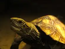 Mauremys japonica