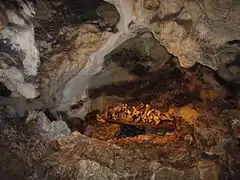 Knochen von gefallenen Soldaten (unten) und von Höhlenbären (oben)