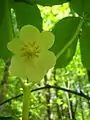 Die einzeln stehende Blüte