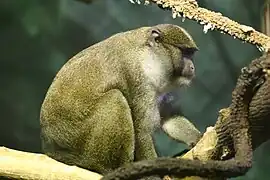 Sumpfmeerkatze