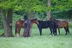 Mecklenburger Warmblut in Röbel/Müritz