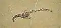 Hummerartiger Zehnfußkrebs Mecochirus longimanatus