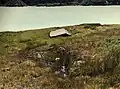Moorwiese über dem Grimselsee