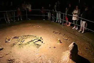 Skelett eines Höhlenbären (Ursus spelaeus) in der Höhle