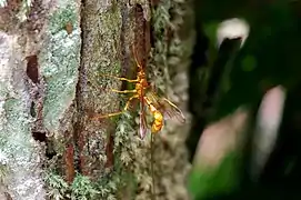 Megarhyssa gloriosa ♀