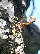 Megarhyssa nortoni ♀