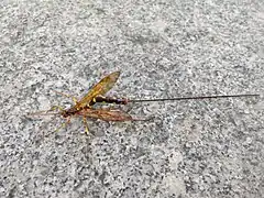 Megarhyssa praecellens ♀