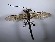 ♂ Dorsalansicht