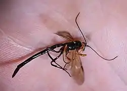 ♂ Seitenansicht