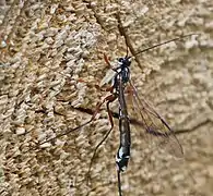 ♀
